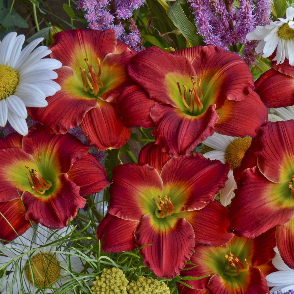 Happy Ever Appster® 'Red Hot Returns' Daylily (Hemerocallis) - Photo Courtesy of Walters Gardens, Inc.