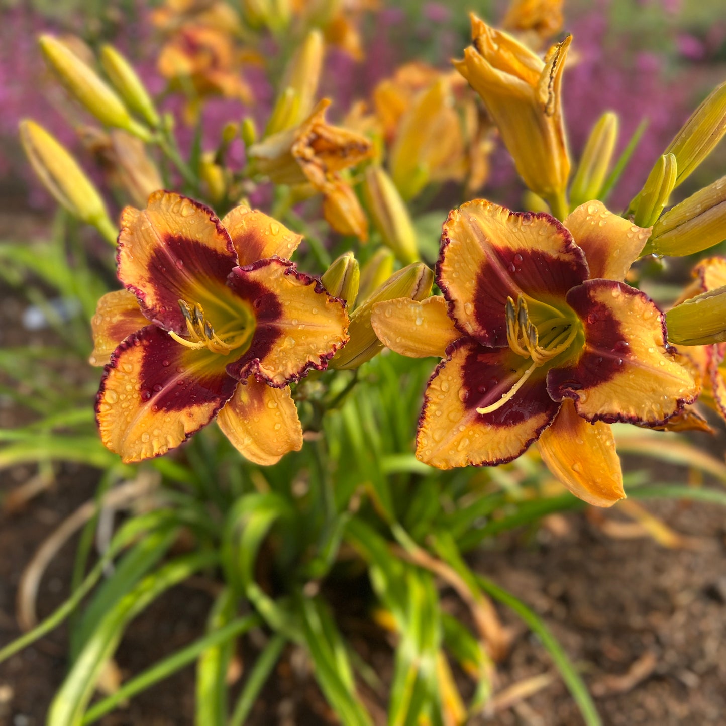 Two vibrant Rainbow Rhythm® 'Blazing Glory' Daylily (Hemerocallis) flowers with yellow-orange petals and red centers bloom among dewy green leaves, against a blurred background of more flowers and soil - Photo Property of Garden Crossings LLC.