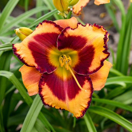 A close-up of Rainbow Rhythm® 'Blazing Glory' Daylily (Hemerocallis) featuring ruffled orange-yellow petals with a deep red center, set among green leaves and perennial flower buds - Photo Courtesy of Walters Gardens, Inc.