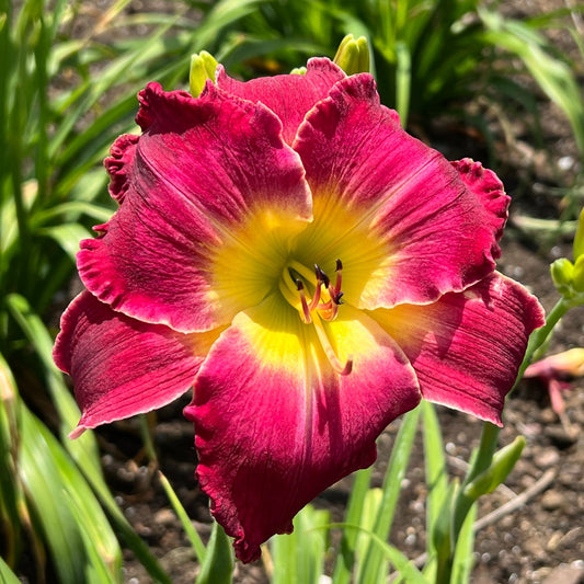 Rainbow Rhythm® 'Blood, Sweat and Tears' Daylily (Hemerocallis) - Photo Property of Garden Crossings LLC