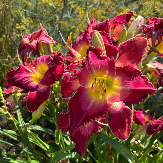 Close-up of Rainbow Rhythm® 'Blood, Sweat and Tears' Daylily (Hemerocallis), a vibrant reblooming perennial with ruffled red and yellow blooms, set among long green leaves and sunlit outdoor foliage - Photo Property of Garden Crossings LLC.