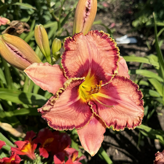 Rainbow Rhythm® 'Fearfully and Wonderfully Made' Daylily (Hemerocallis) - Photo Courtesy of Proven Winners, Inc.