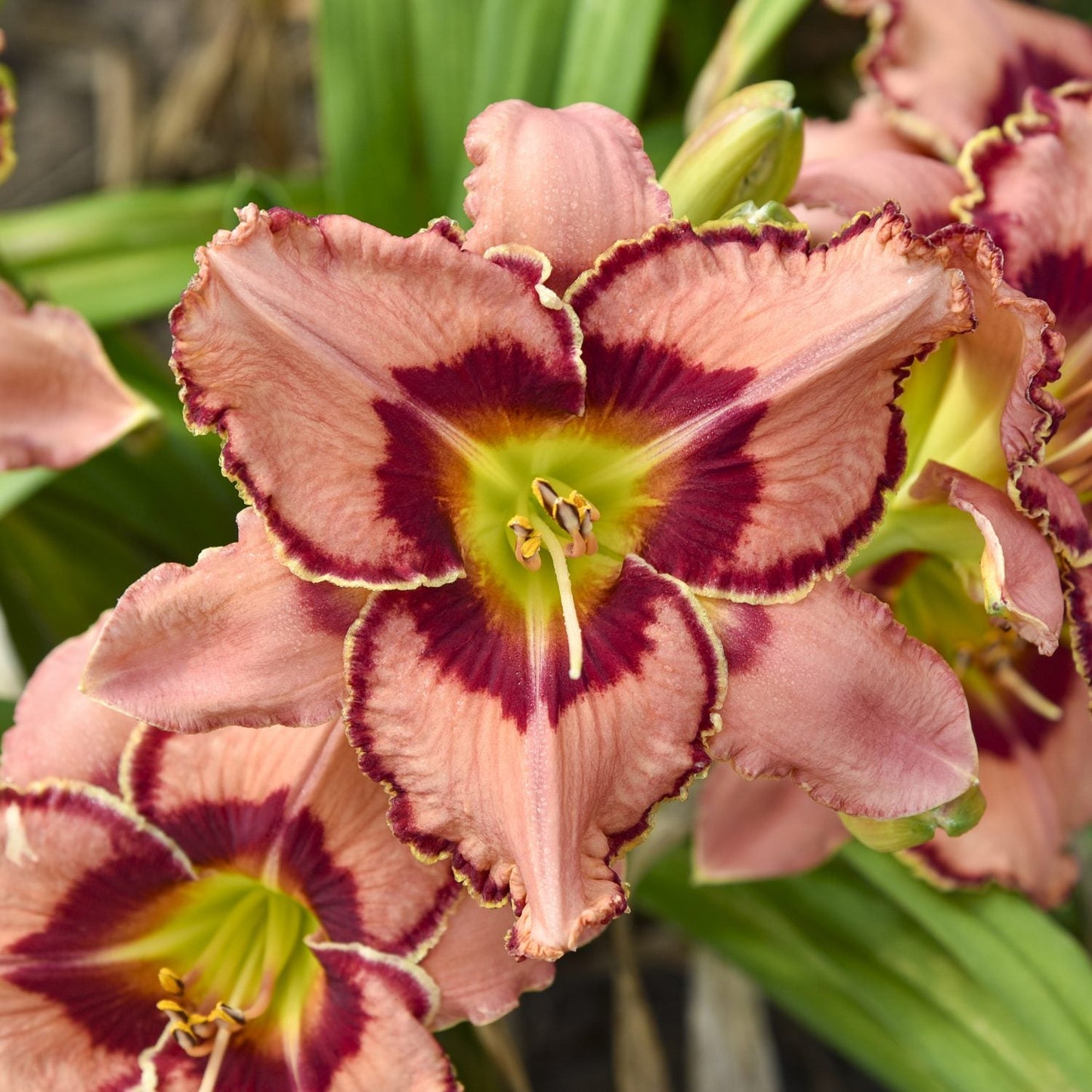 Close-up of Rainbow Rhythm® 'Fearfully and Wonderfully Made' Daylily (Hemerocallis) with peach ruffled petals, a deep maroon eyezone, yellow-green throat, and lush green leaves in the background - Photo Courtesy of Proven Winners, Inc.
