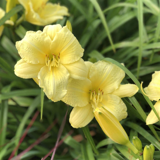 Two canary yellow blooms of Rainbow Rhythm® 'Going Bananas' Daylily (Hemerocallis) open among green, blade-like leaves, with a closed bud nearby. Each flower features six petals and prominent stamens set in vibrant foliage - Photo Property of Garden Crossings LLC.