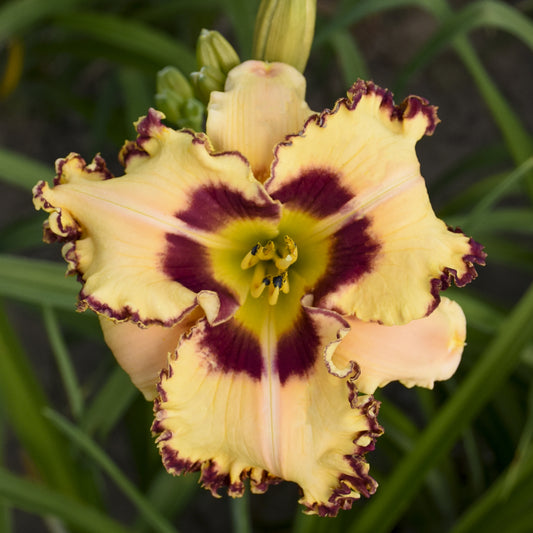 A close-up of Rainbow Rhythm® 'King of the Ages' Daylily, showcasing its ruffled yellow petals with a striking deep purple, star-shaped center pattern amid lush green foliage - Photo Courtesy of Walters Gardens, Inc.