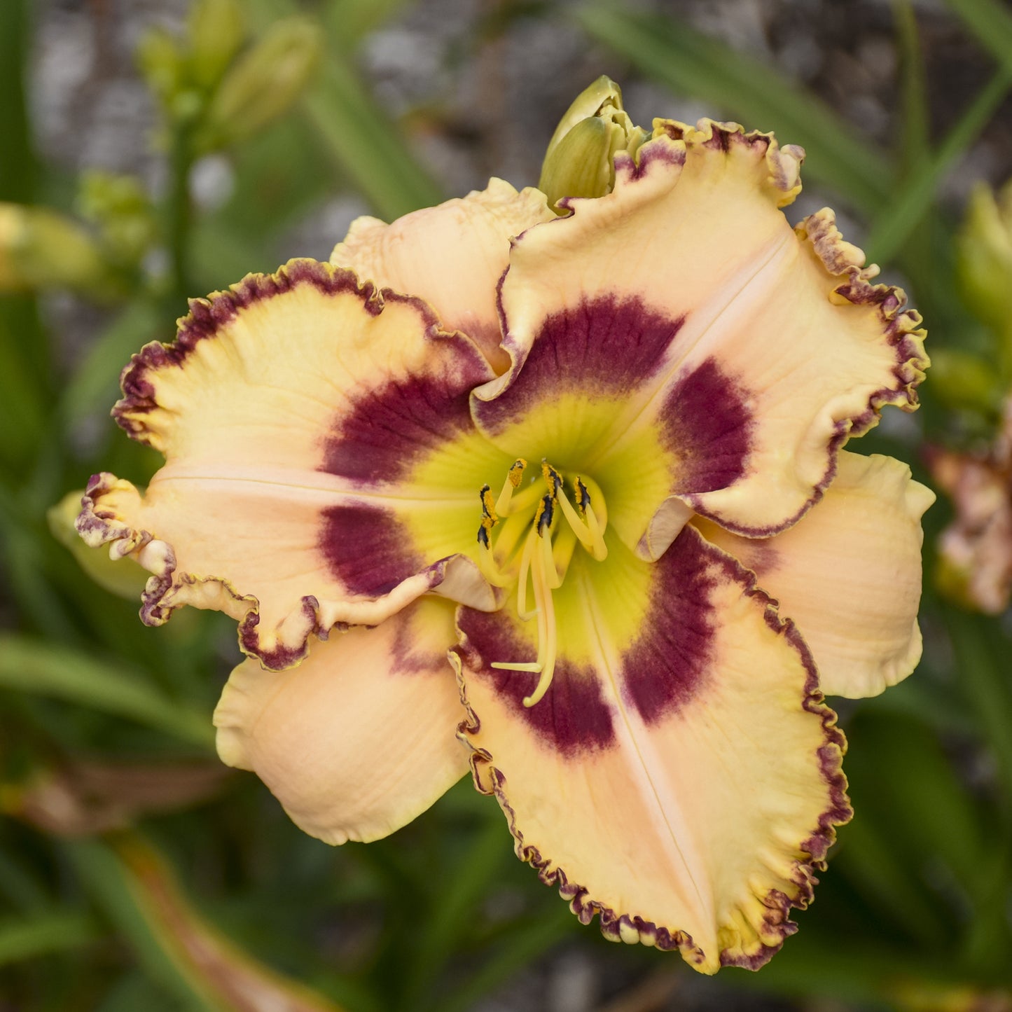 Rainbow Rhythm® 'King of the Ages' Daylily (Hemerocallis) - Photo Courtesy of Walters Gardens, Inc.