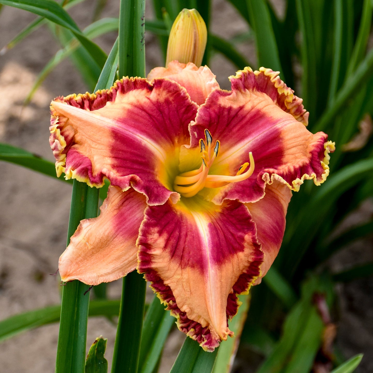 A close-up of Rainbow Rhythm® 'Lake of Fire' Daylily (Hemerocallis) displays large, ruffled peach and deep red petals edged in yellow, with green leaves and a bud in the background - Photo Courtesy of Walters Gardens, Inc.