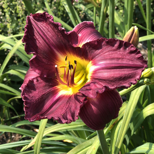 Rainbow Rhythm® 'Nosferatu' Daylily (Hemerocallis) - Photo Property of Garden Crossings LLC