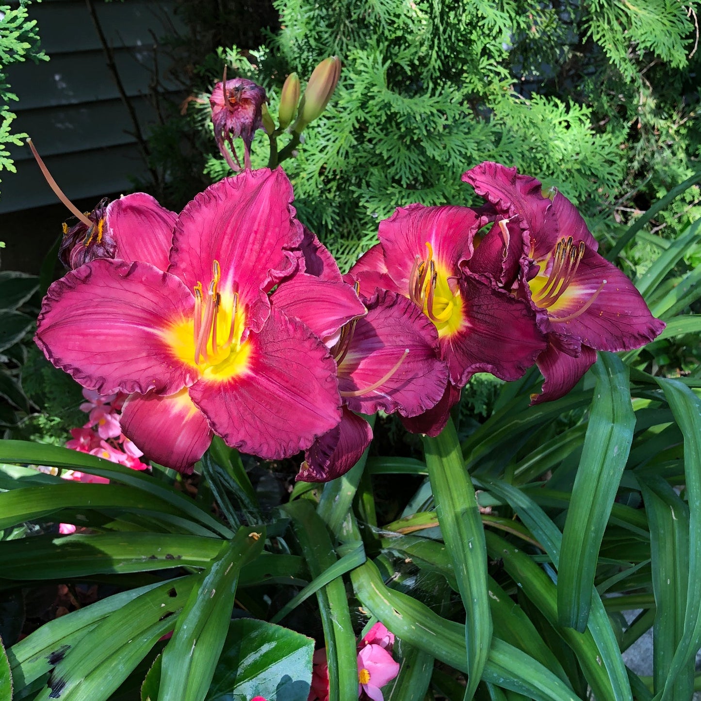 Three vibrant magenta daylilies with yellow centers and long green leaves bloom in a sunny garden. A building is partially visible in the background - Photo Property of Garden Crossings LLC.