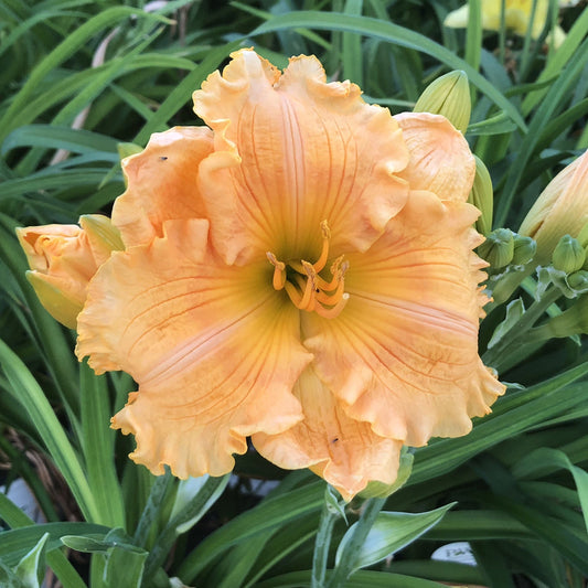 A close-up of Rainbow Rhythm® 'Orange Smoothie' Daylily (Hemerocallis) showcases its ruffled peach petals, green foliage, and unopened buds, emphasizing the vibrant beauty of this perennial - Photo Property of Garden Crossings LLC.