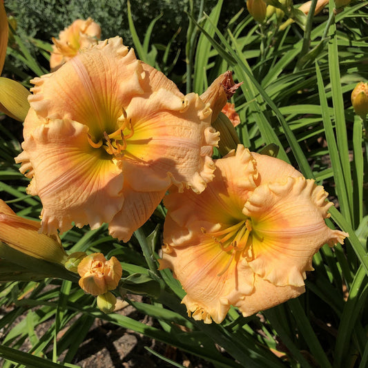 Two large Rainbow Rhythm® 'Orange Smoothie' Daylily (Hemerocallis) plants display ruffled peach petals with yellow-green centers, blooming among slender green leaves and buds in bright sunlight - Photo Property of Garden Crossings LLC.