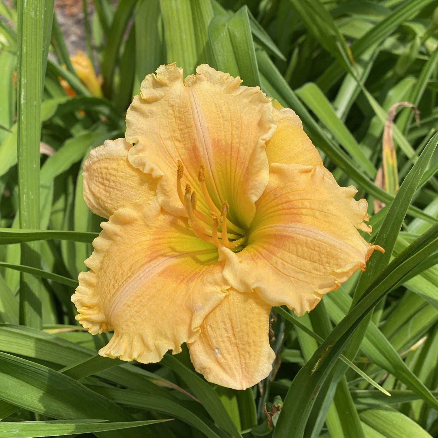 A close-up of Rainbow Rhythm® 'Orange Smoothie' Daylily (Hemerocallis) with ruffled petals and a yellow center, surrounded by long green leaves in sunlight - Photo Property of Garden Crossings LLC.