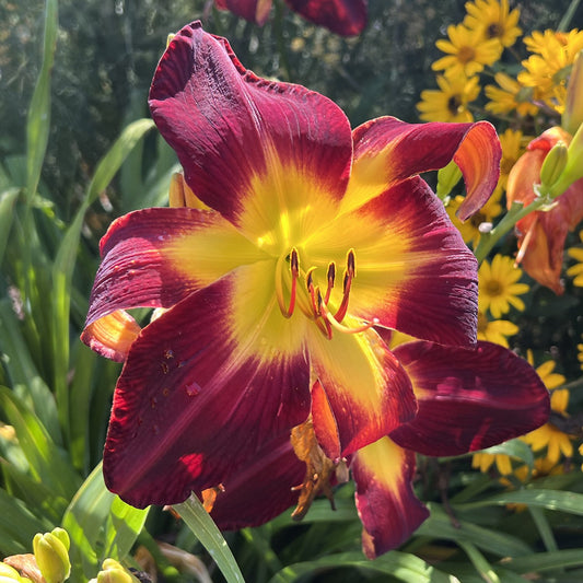 Rainbow Rhythm® 'Persian Ruby' Daylily (Hemerocallis) - Photo Property of Garden Crossings LLC