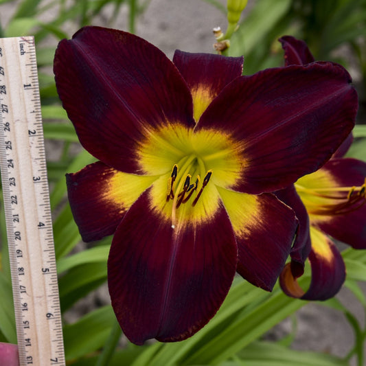 A close-up of Rainbow Rhythm® 'Persian Ruby' Daylily (Hemerocallis) reveals a deep burgundy flower with a yellow center, measuring about 6 inches in diameter. Blurred green leaves in the background enhance this eye-catching perennial - Photo Courtesy of Walters Gardens, Inc.