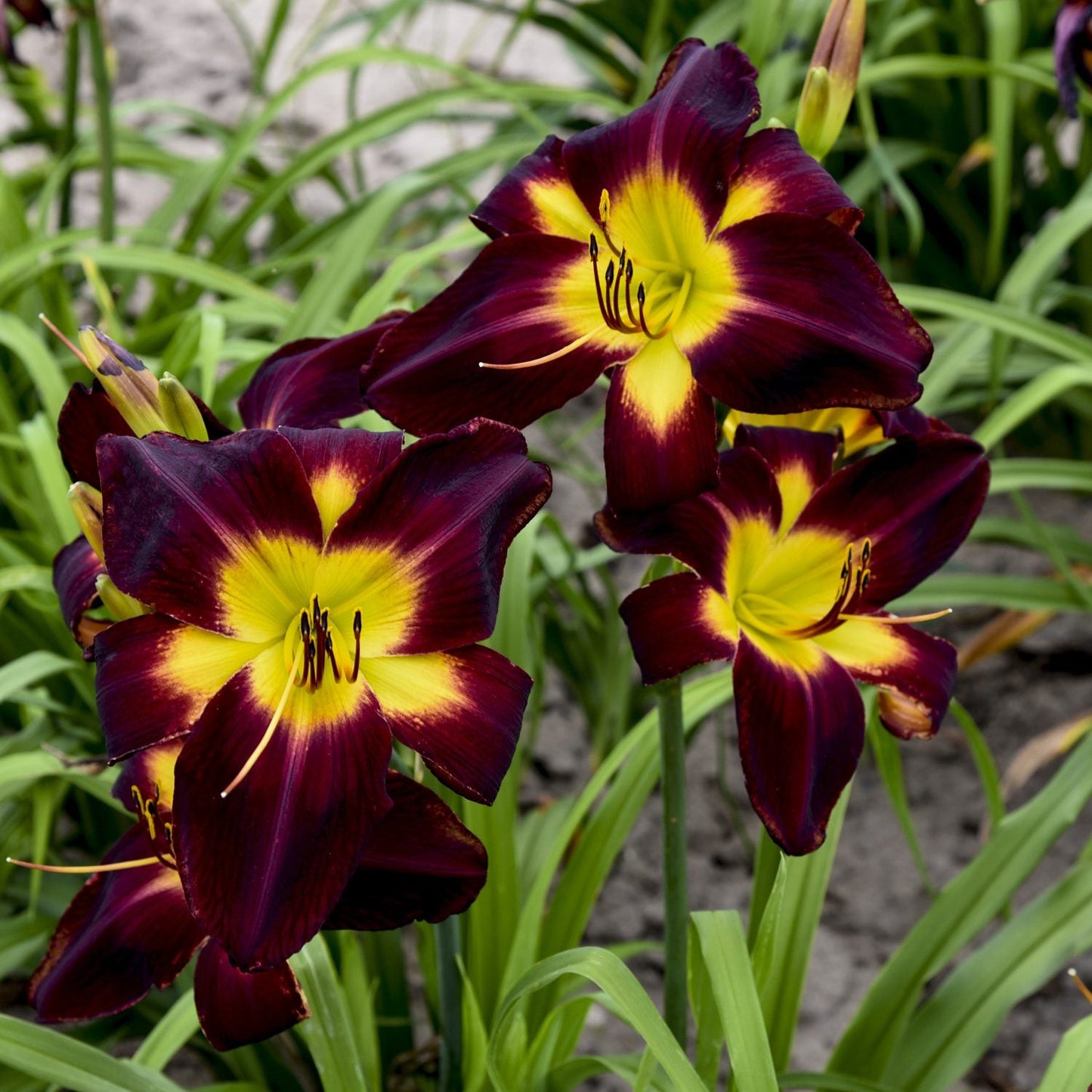 Three Rainbow Rhythm® 'Persian Ruby' Daylilies, with deep maroon petals and bright yellow centers, bloom among tall green leaves in a perennial garden - Photo Courtesy of Walters Gardens, Inc.