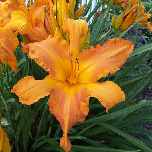A close-up of Rainbow Rhythm® 'Primal Scream' Daylily (Hemerocallis) in full bloom, displaying tangerine orange flowers among green, blade-like leaves, with more orange daylilies in the background - Photo Property of Garden Crossings LLC.