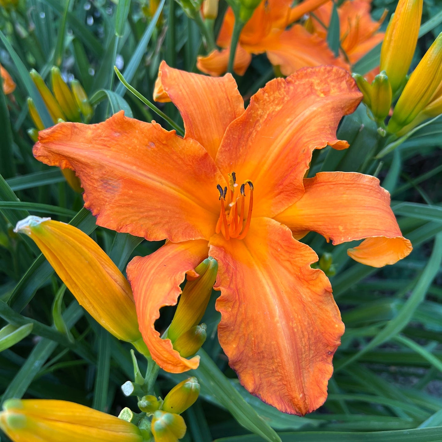 Close-up of a single Rainbow Rhythm® 'Primal Scream' Daylily (Hemerocallis) showcases ruffled, tangerine-orange blooms among lush green leaves and buds - Photo Property of Garden Crossings LLC.
