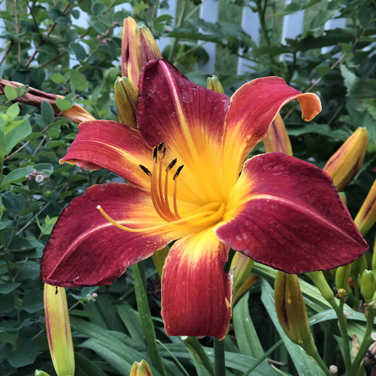 A close-up of the Rainbow Rhythm® 'Ruby Spider' Daylily (Hemerocallis), featuring deep red petals with a vivid yellow center, surrounded by green leaves and unopened buds in a garden setting - Photo Property of Garden Crossings LLC.