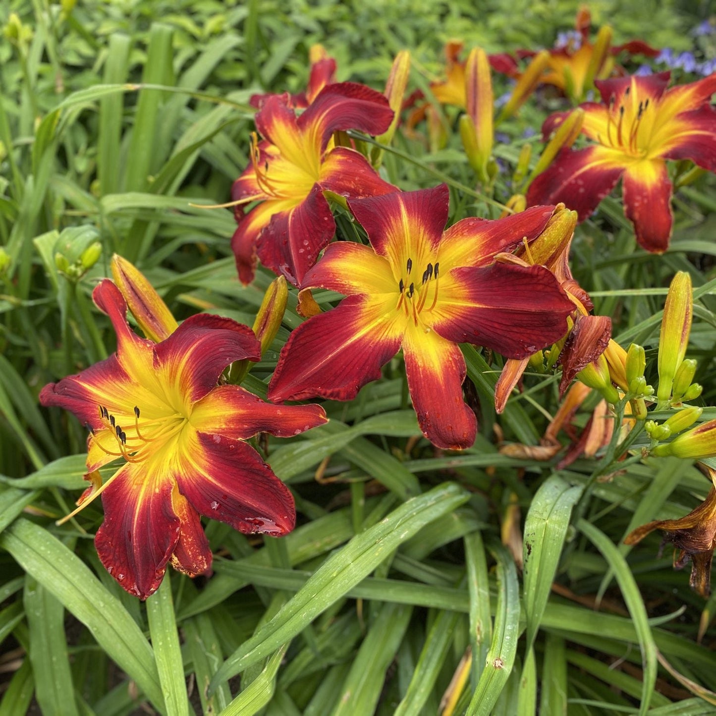 Rainbow Rhythm® 'Ruby Spider' Daylily (Hemerocallis) showcases striking red and yellow blooms among long green leaves, with multiple open flowers and buds standing out against the lush garden backdrop - Photo Property of Garden Crossings LLC.