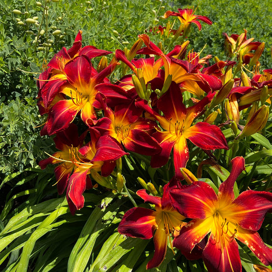 Rainbow Rhythm® 'Ruby Spider' Daylily (Hemerocallis) features striking red and yellow blooms nestled among green foliage, vibrant under bright sunlight - Photo Property of Garden Crossings LLC.