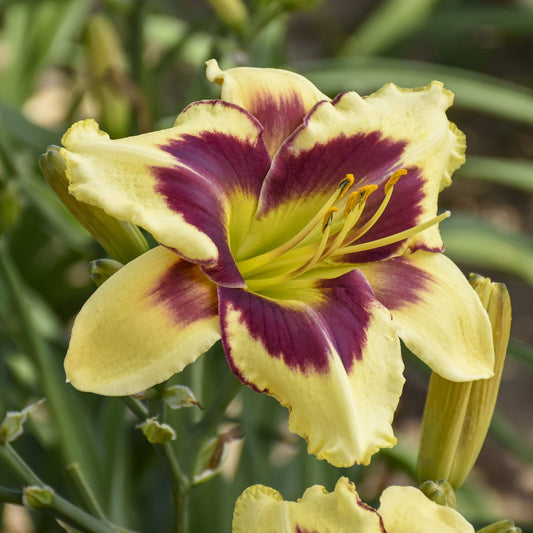 Rainbow Rhythm® 'Star of the North' Daylily (Hemerocallis) - Photo Courtesy of Walters Gardens, Inc.