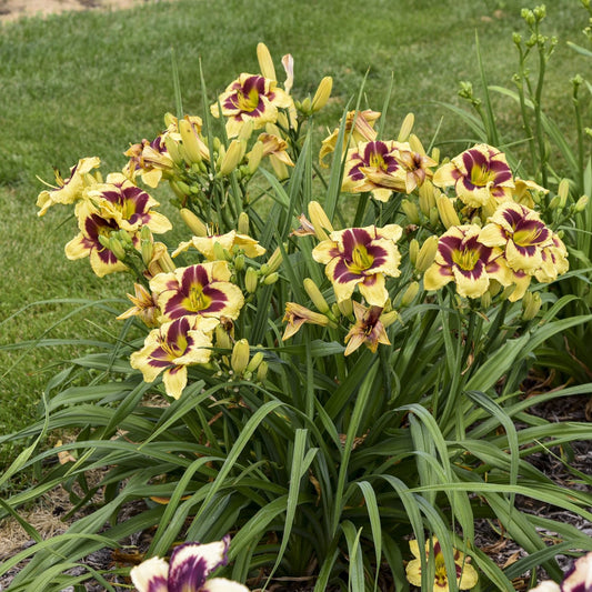 A cluster of Rainbow Rhythm® 'Star of the North' Daylily (Hemerocallis), striking perennials with deep maroon centers, blooms in a garden bed set among green grass and long, slender leaves - Photo Courtesy of Walters Gardens, Inc.
