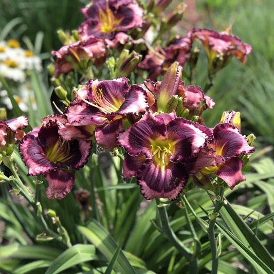 A cluster of vibrant Rainbow Rhythm® 'Storm Shelter' Daylilies (Hemerocallis) with yellow centers blooms and purpe petals among green leaves in a sunlit garden, set against a softly blurred background of flowers and foliage - Photo Property of Garden Crossings LLC.