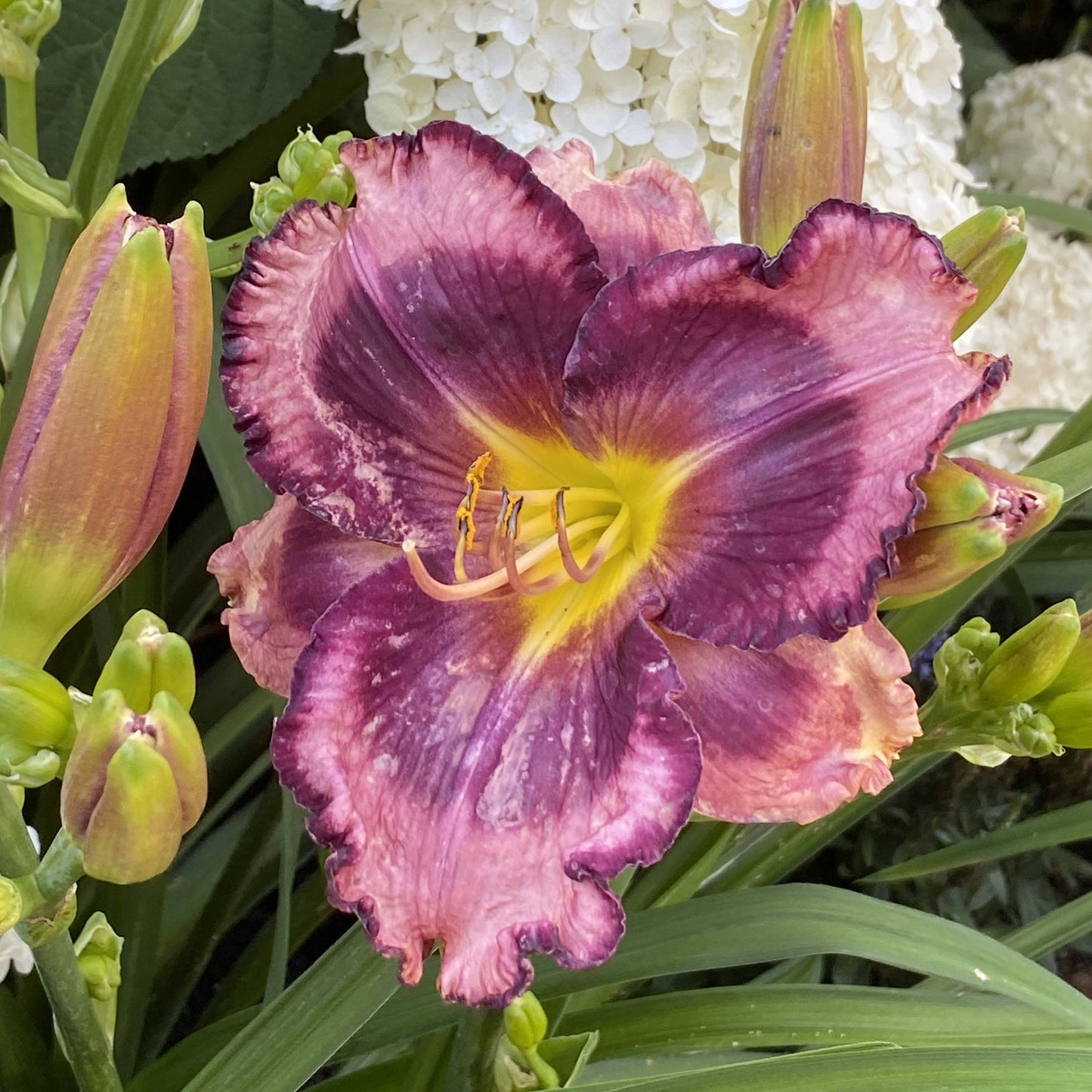 A close-up of the Rainbow Rhythm® 'Storm Shelter' Daylily, featuring vibrant purple ruffled petals edged in pink and a yellow center, surrounded by green leaves and buds, with white hydrangea blooms in the background - Photo Property of Garden Crossings LLC.