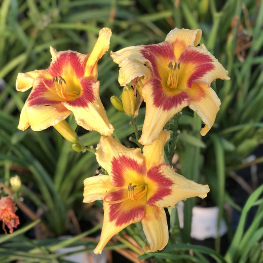 Rainbow Rhythm® 'Tiger Swirl' Daylily (Hemerocallis) - Photo Property of Garden Crossings LLC