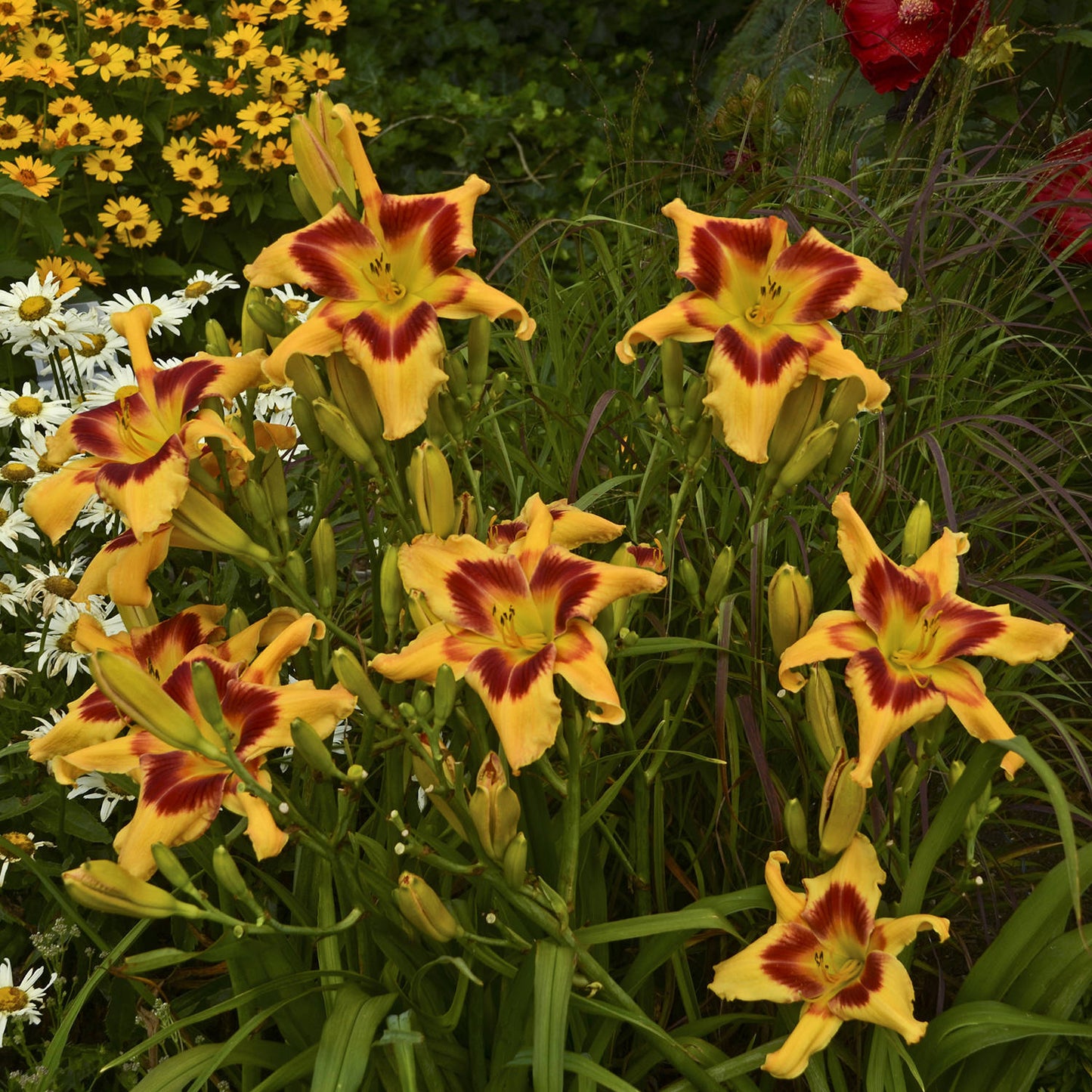 Rainbow Rhythm® 'Tiger Swirl' Daylily (Hemerocallis) features yellow petals with red centers, blooming among green leaves and accented by white daisies and yellow flowers - Photo Courtesy of Walters Gardens, Inc.