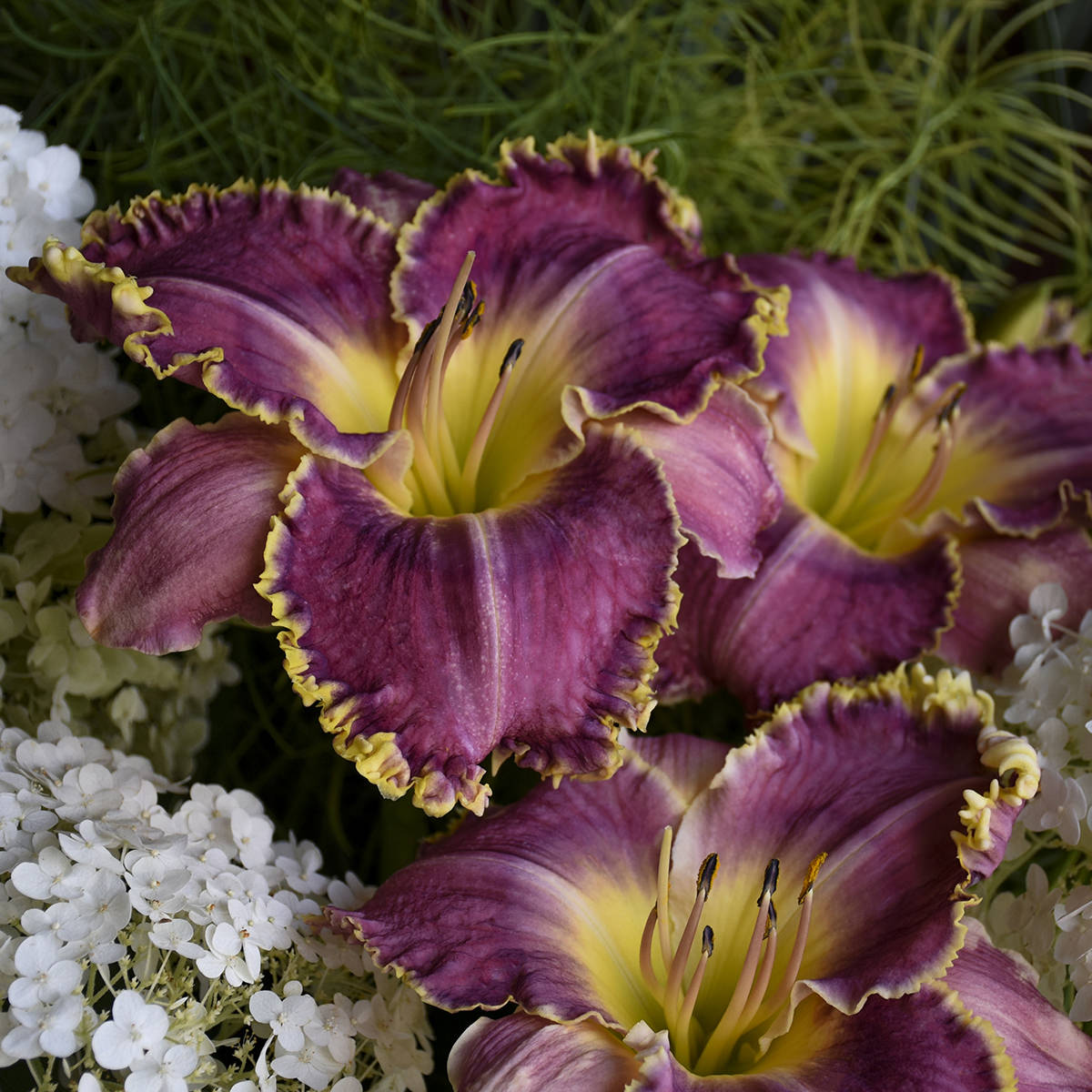 Three 'Raspberry Eclipse' Daylilies (Hemerocallis) with ruffled purple and yellow petals are paired with white blooms and lush green foliage - Photo Courtesy of Walters Gardens, Inc.
