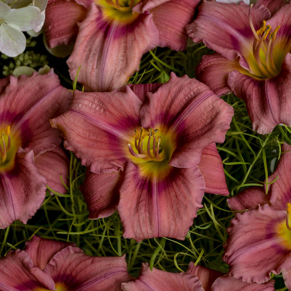Close-up of 'Rosy Returns' Daylily (Hemerocallis) with ruffled, deep pink petals, yellow centers, and prominent stamens blooming among grass-like foliage - Photo Courtesy of Walters Gardens, Inc.