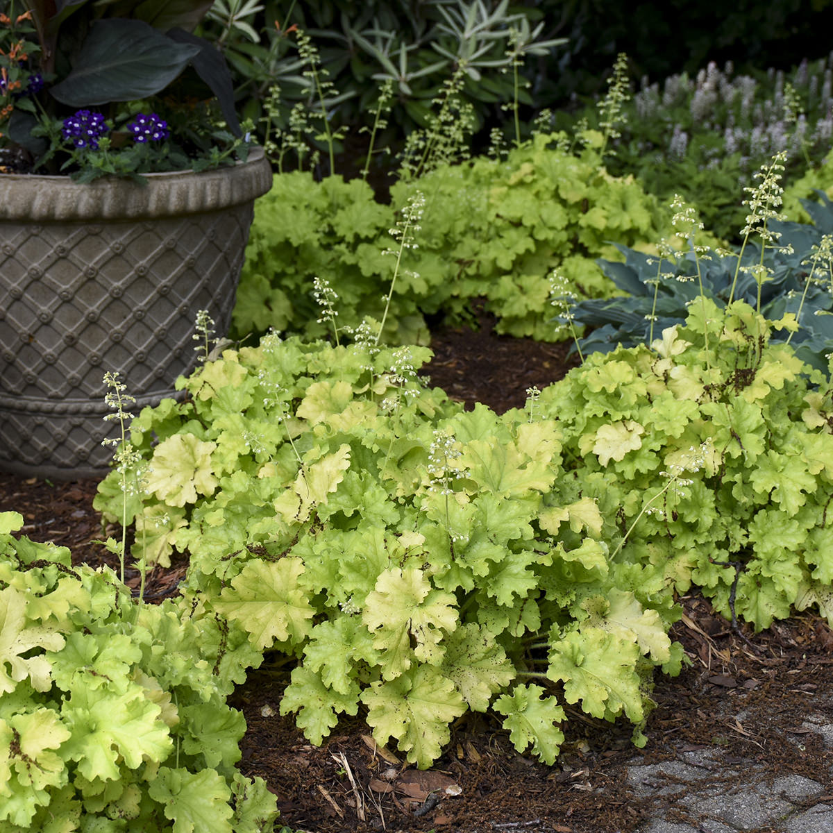Clusters of light green, ruffled Dolce® 'Apple Twist' Coral Bells (Heuchera) grow in a garden bed beside a decorative planter lush with dark green foliage and purple flowers - Photo Courtesy of Walters Gardens, Inc.