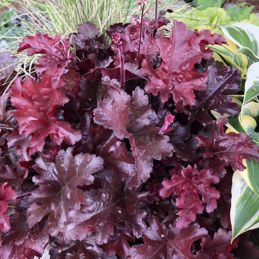Dolce® 'Cherry Truffles' Coral Bells (Heuchera) - Photo Property of Garden Crossings LLC