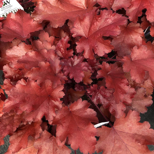 Dolce® 'Cherry Truffles' Coral Bells (Heuchera) - Photo Property of Garden Crossings LLC