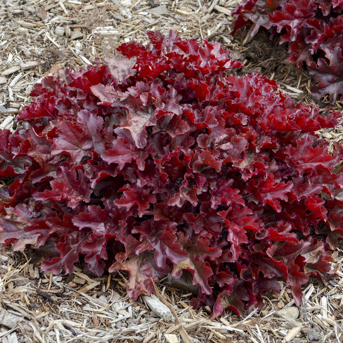 Dolce® 'Cherry Truffles' Coral Bells (Heuchera) displays deep red, ruffled foliage in a mulched garden bed, with another perennial plant visible in the background - Photo Courtesy of Walters Gardens, Inc.