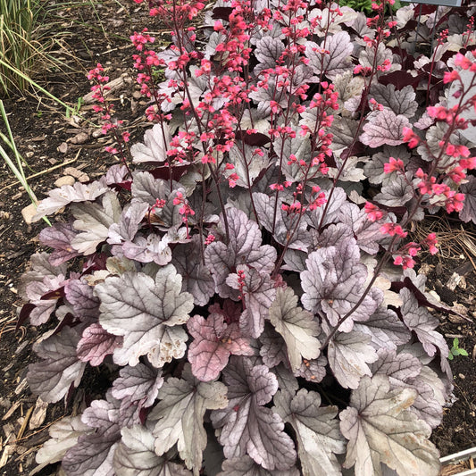 Dolce® 'Silver Gumdrop' Coral Bells (Heuchera) - Photo Property of Garden Crossings LLC