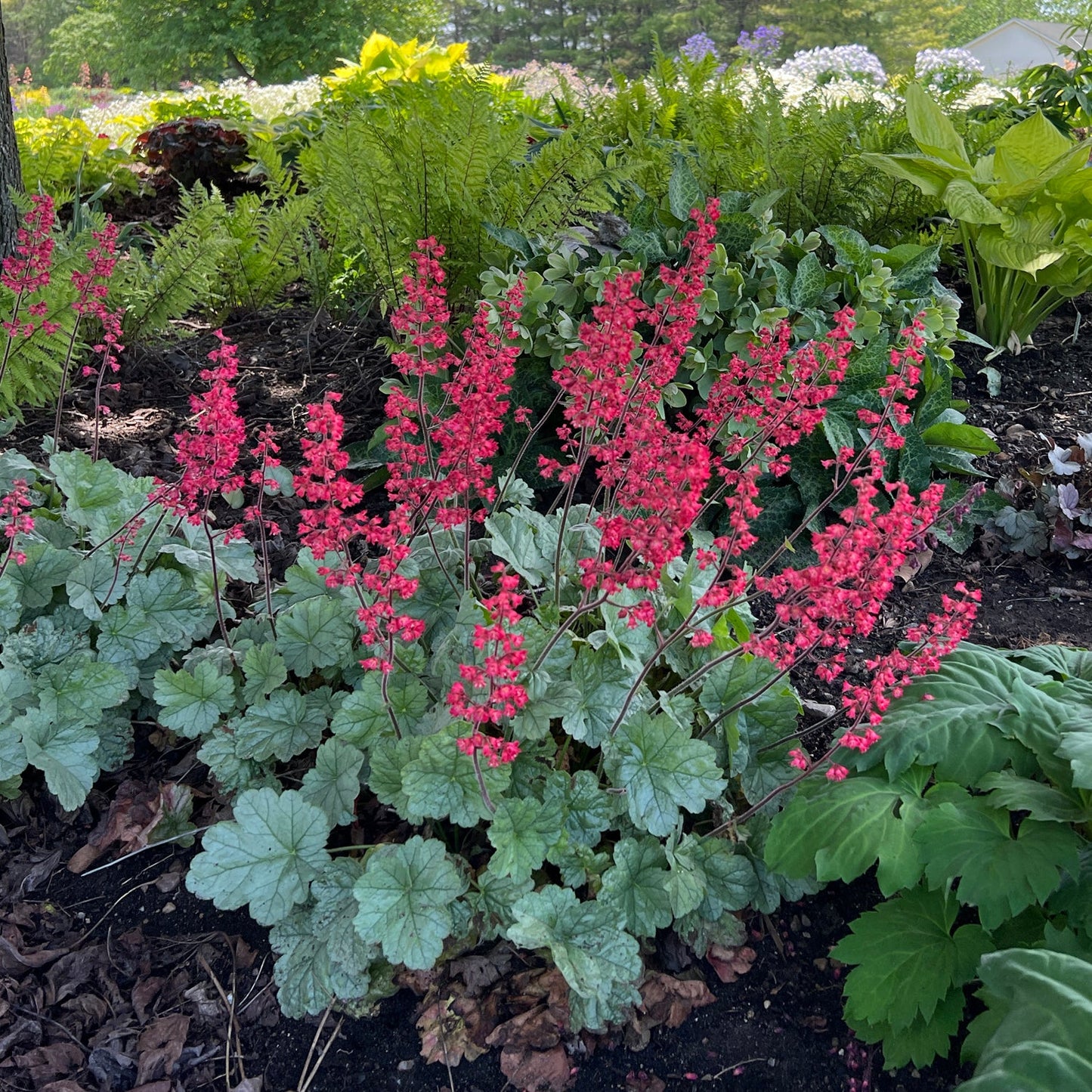 Dolce® 'Spearmint' Coral Bells (Heuchera) features scalloped green leaves and tall spikes of bright pink flowers, thriving as a shade perennial amidst lush garden foliage - Photo Property of Garden Crossings LLC.