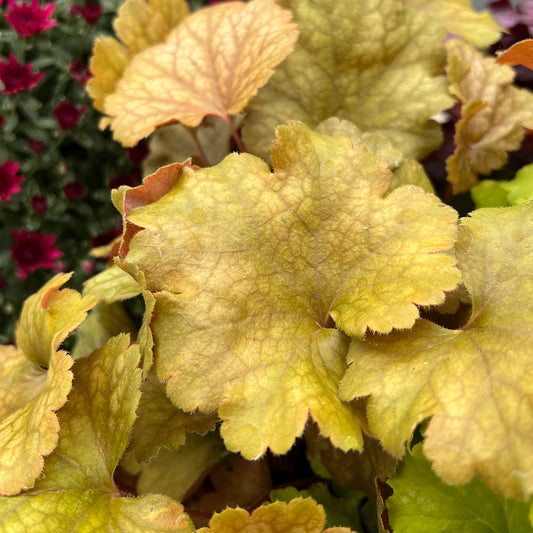 Dolce® 'Toffee Tart' Coral Bells (Heuchera) - Photo Property of Garden Crossings LLC