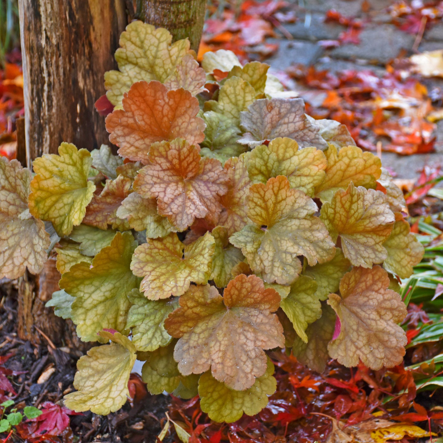 A cluster of Dolce® 'Toffee Tart' Coral Bells (Heuchera), with green, orange, and bronze foliage, brightens the base of a tree amid fallen autumn leaves - Photo Courtesy of Walters Gardens, Inc.