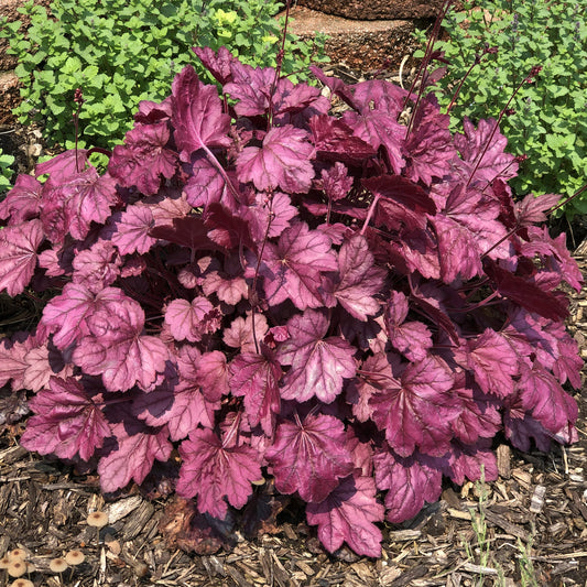 Dolce® 'Wildberry' Coral Bells (Heuchera) - Photo Property of Garden Crossings LLC