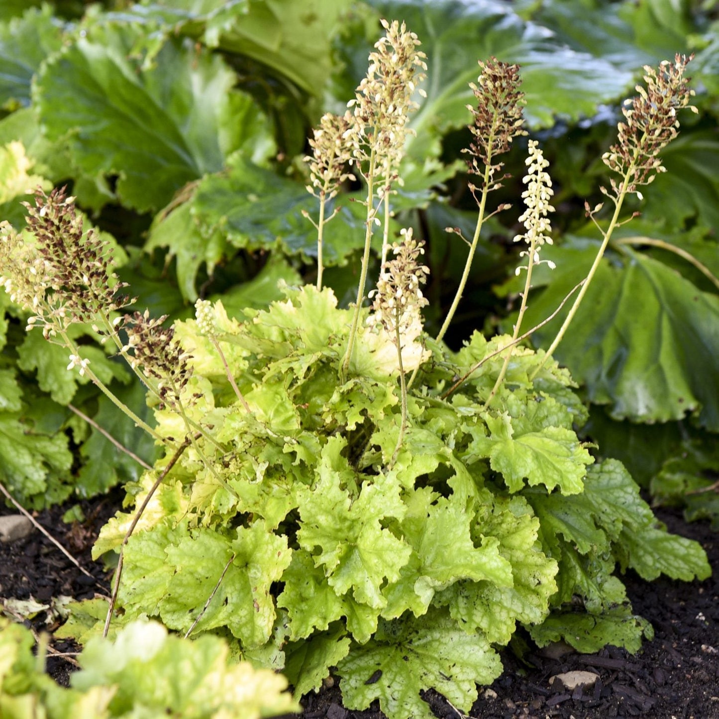 Dressed Up® 'Ball Gown' Coral Bells (Heuchera) features tall, slender stems with clusters of small white flowers rising above broad green leaves, creating a striking centerpiece in a shady garden bed - Photo Courtesy of Proven Winners, Inc.