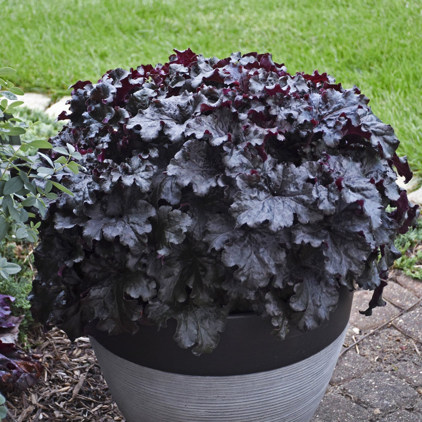 A large Dressed Up® 'Evening Gown' Coral Bells (Heuchera) with dark, ruffled leaves grows in a gray, ribbed planter outdoors, set against green grass and a stone walkway for an elegant perennial display - Photo Courtesy of Proven Winners, Inc. Decorative pot not included.