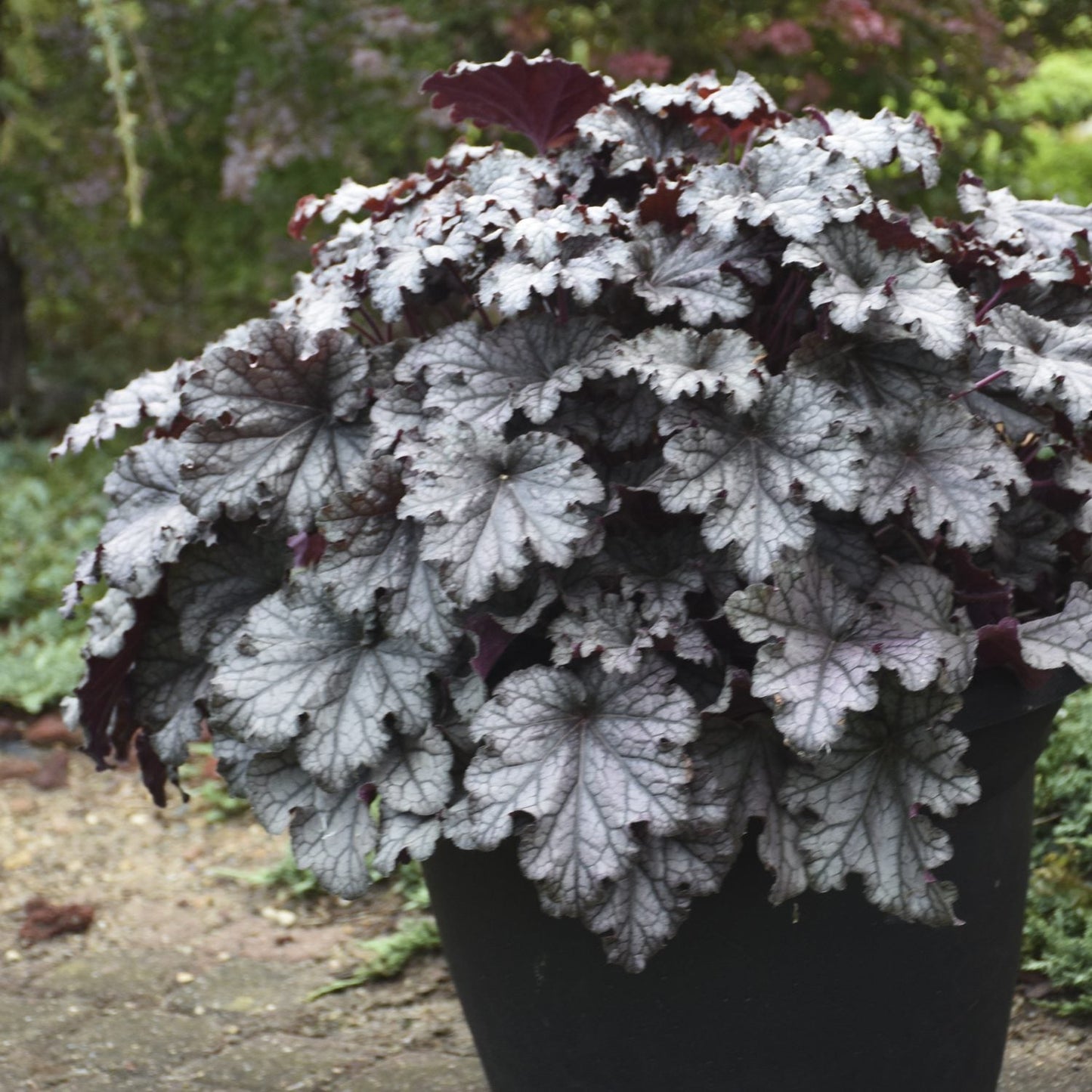A large black pot displays Dressed Up® 'Prom Dress' Coral Bells (Heuchera), a shade perennial with ruffled, silvery-purple leaves veined in burgundy, outdoors on a patio surrounded by greenery - Photo Courtesy of Proven Winners, Inc. Decorative pot not included.