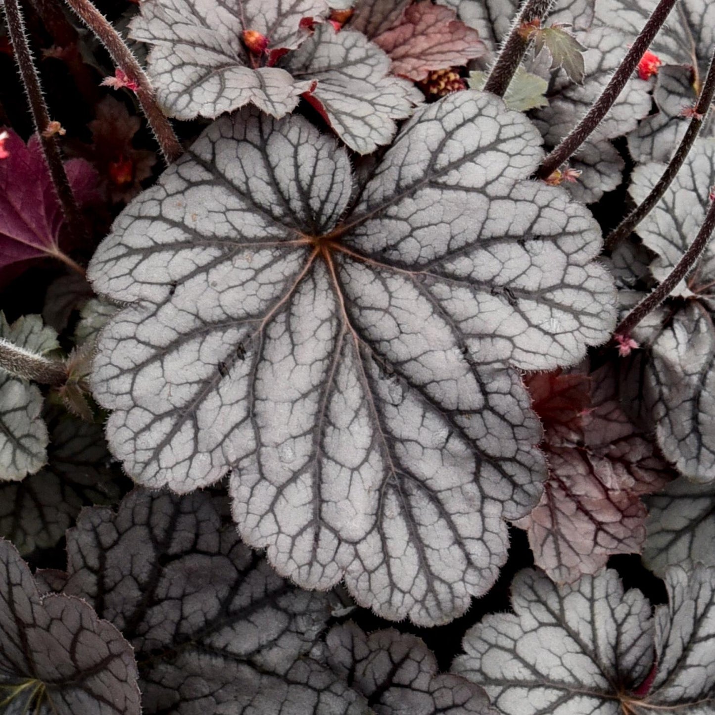 Close-up of Dolce® 'Glazed and Infused' Coral Bells (Heuchera) with silver-gray leaves, dark intricate veins, and small red flower buds - Photo Courtesy of Walters Gardens, Inc.