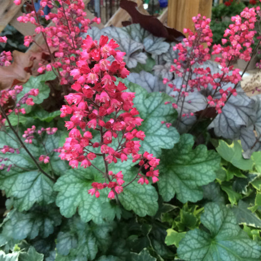 Paris' Coral Bells (Heuchera) - Photo Property of Garden Crossings LLC