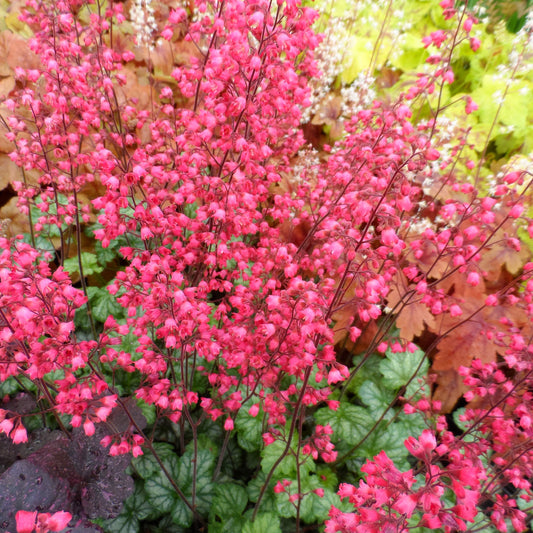 Clusters of small, bright pink flowers on slender stems rise above green and burgundy variegated leaves of 'Paris' Coral Bells (Heuchera) with softly blurred yellow and orange foliage in the background - Photo Property of Garden Crossings LLC.