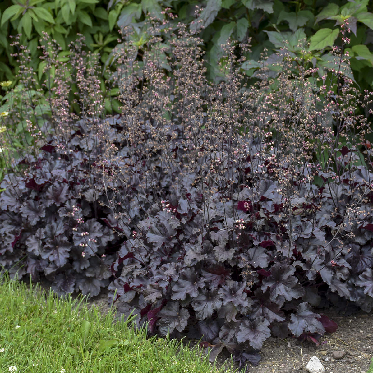 Primo® 'Black Pearl' Coral Bells (Heuchera) features dark leaves and tall stems topped with pinkish-white flowers along the garden bed edge, creating striking contrast beside green grass - Photo Courtesy of Walters Gardens, Inc.