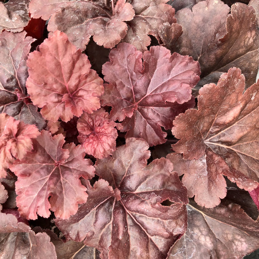 Primo® 'Mahogany Monster' Coral Bells (Heuchera)