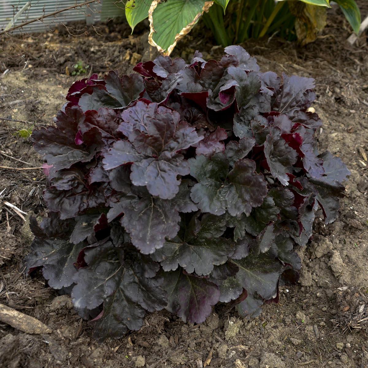 Primo® 'Mahogany Monster' Coral Bells (Heuchera), a deer-resistant perennial with dark purple, ruffled leaves, grows in a garden bed with bare soil and green plants in the background - Photo Property of Garden Crossings LLC.